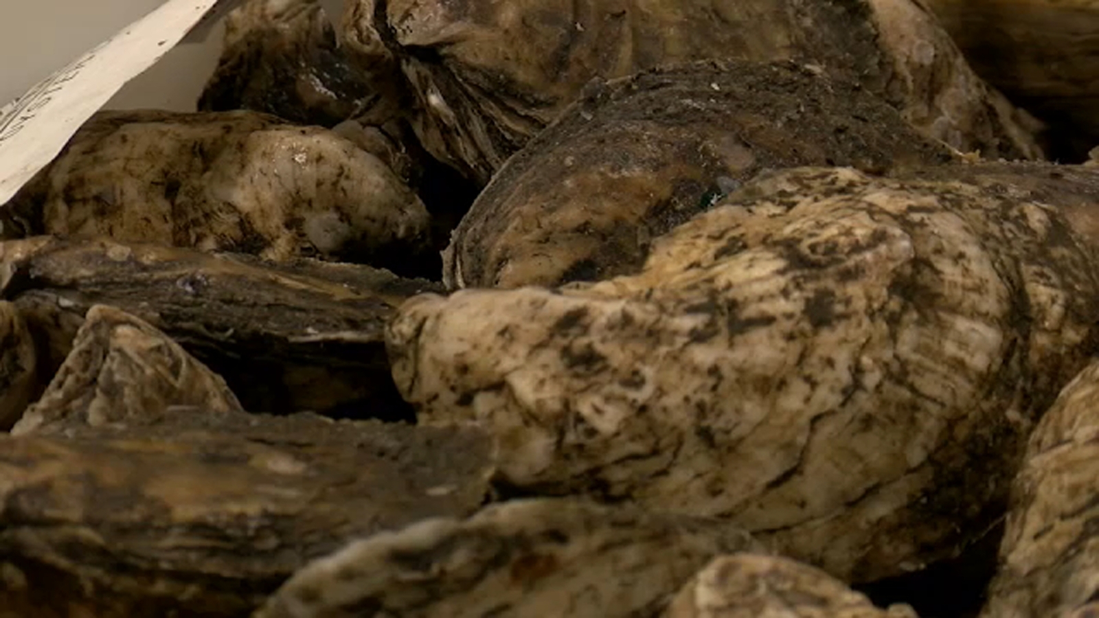 NC Oyster farmers raising funds to benefit state's reefs