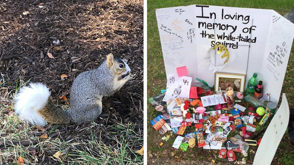 Beloved University of Houston squirrel dies