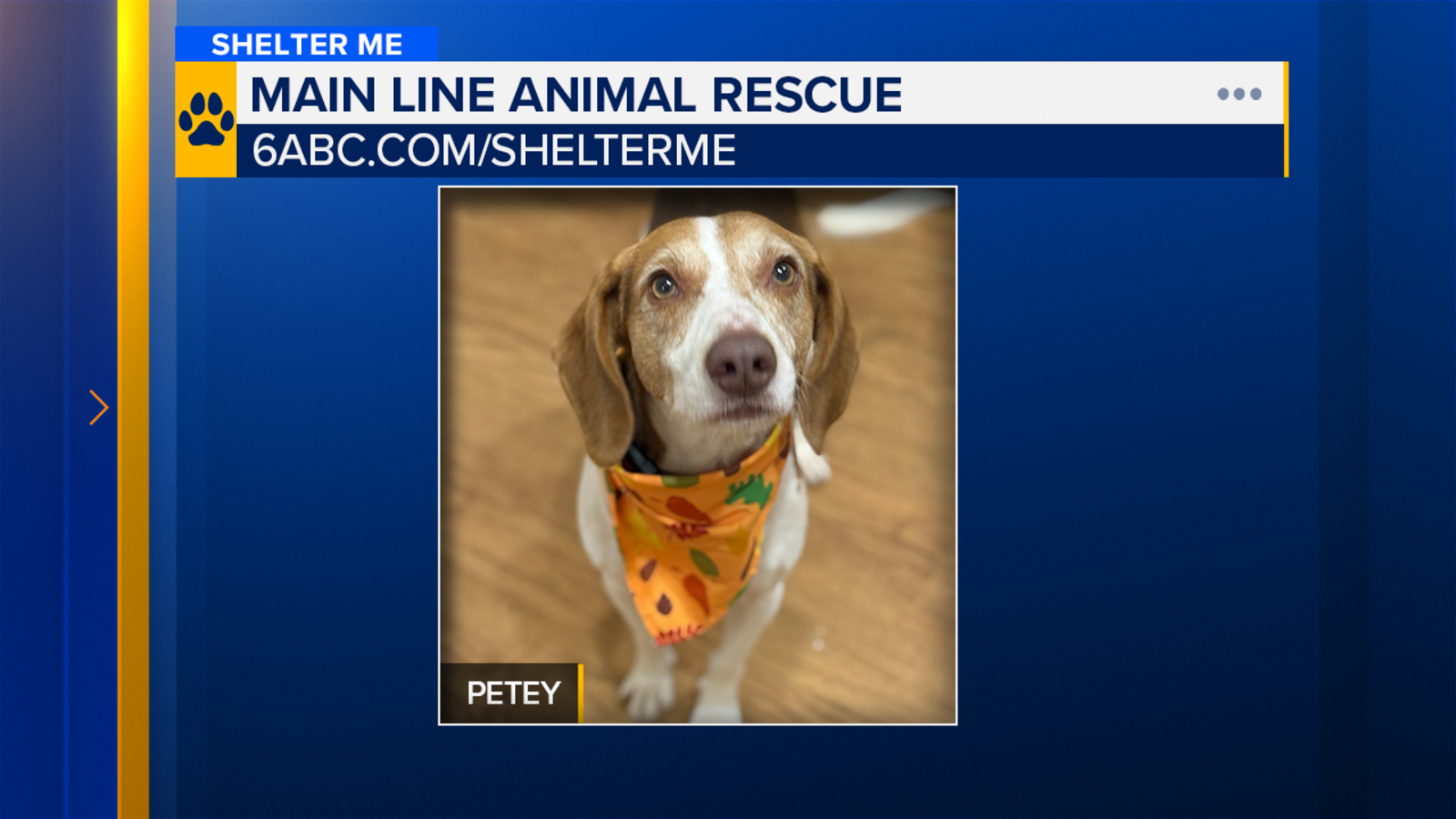 Shelter Me: Meet Petey from Main Line Animal Rescue!