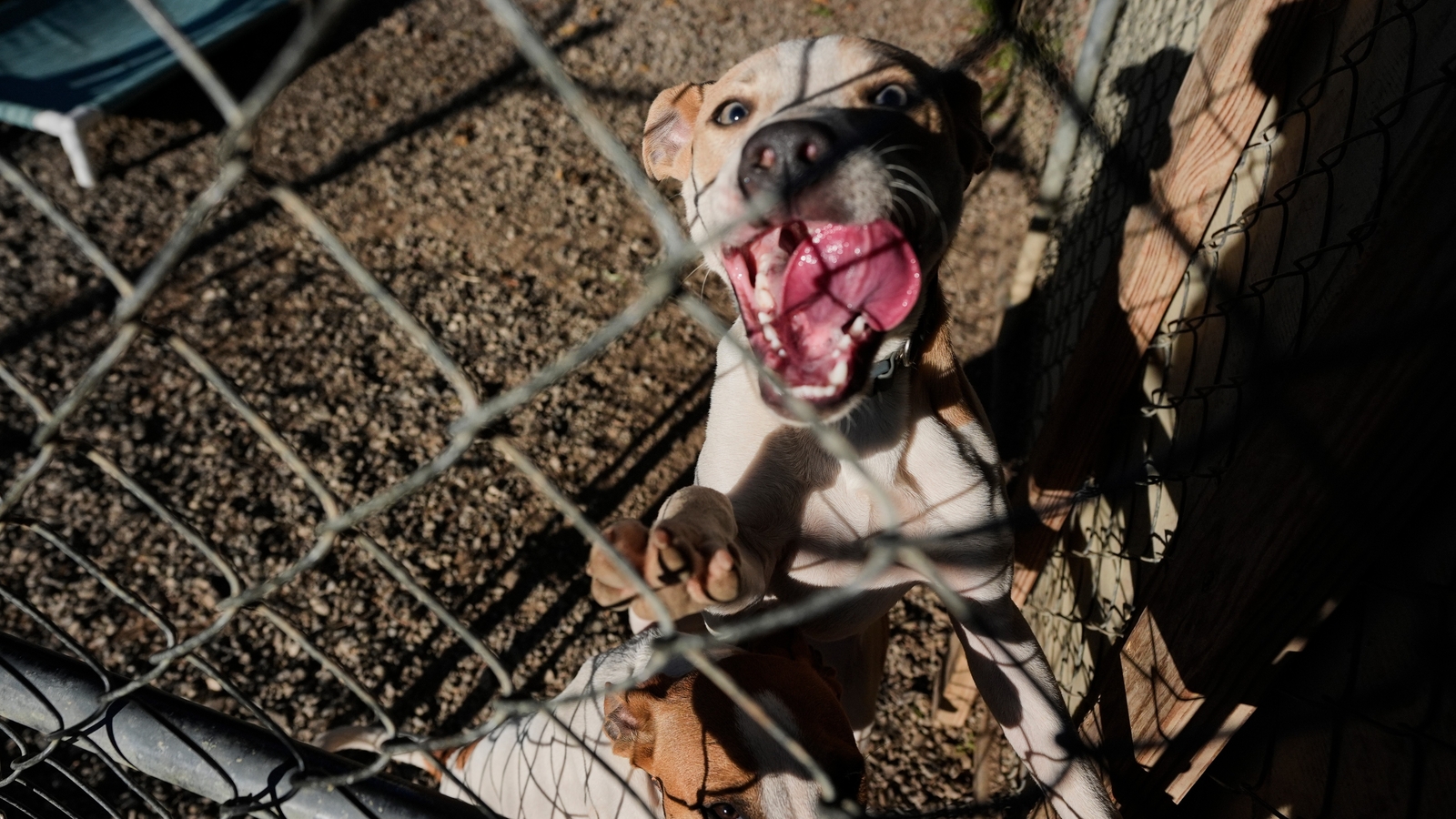 Families on SNAP worry about not just feeding themselves but also their pets