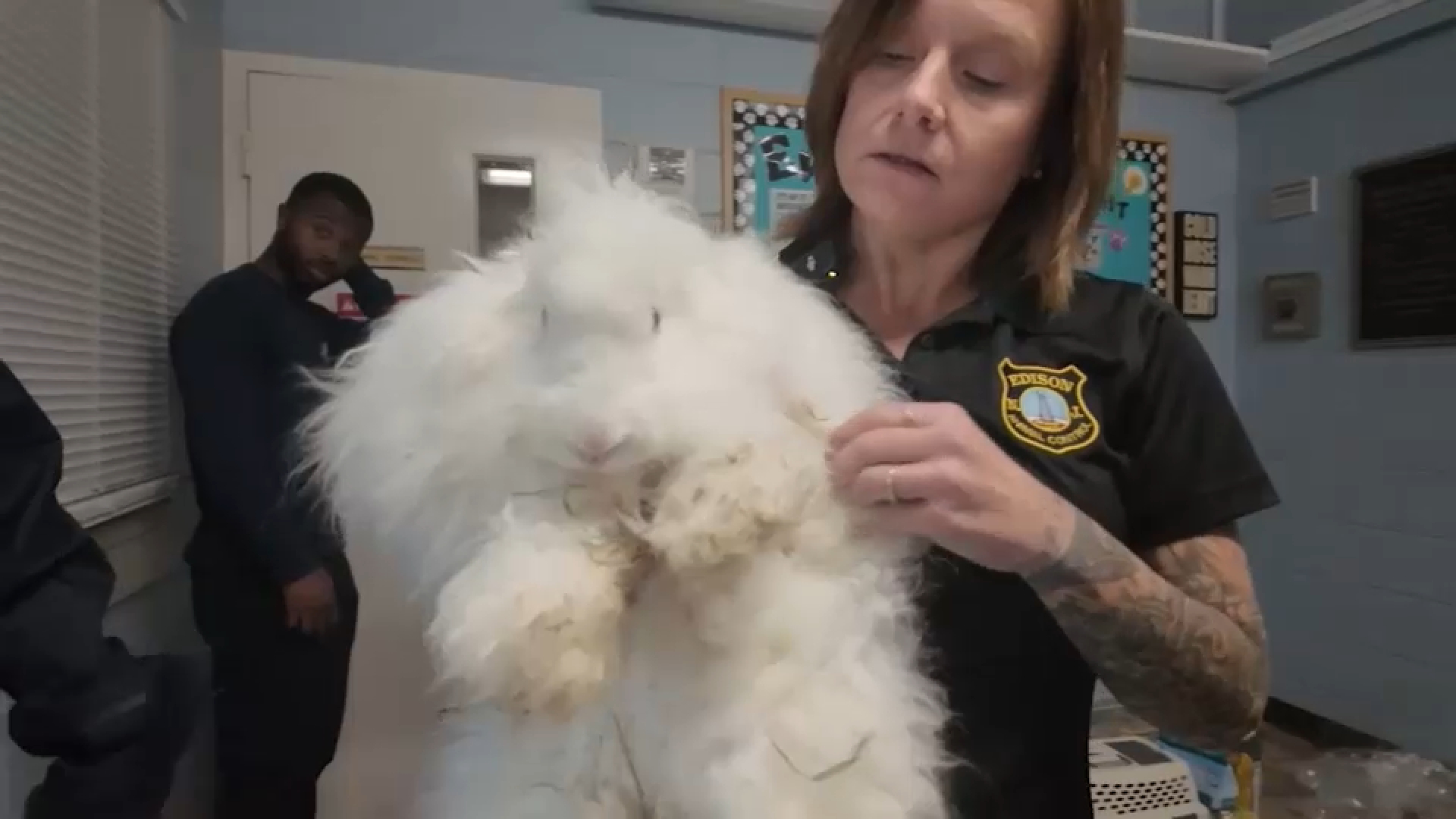 Over 100 animals including chickens, rabbits and pigeons rescued from home  in Edison, New Jersey - ABC7 New York