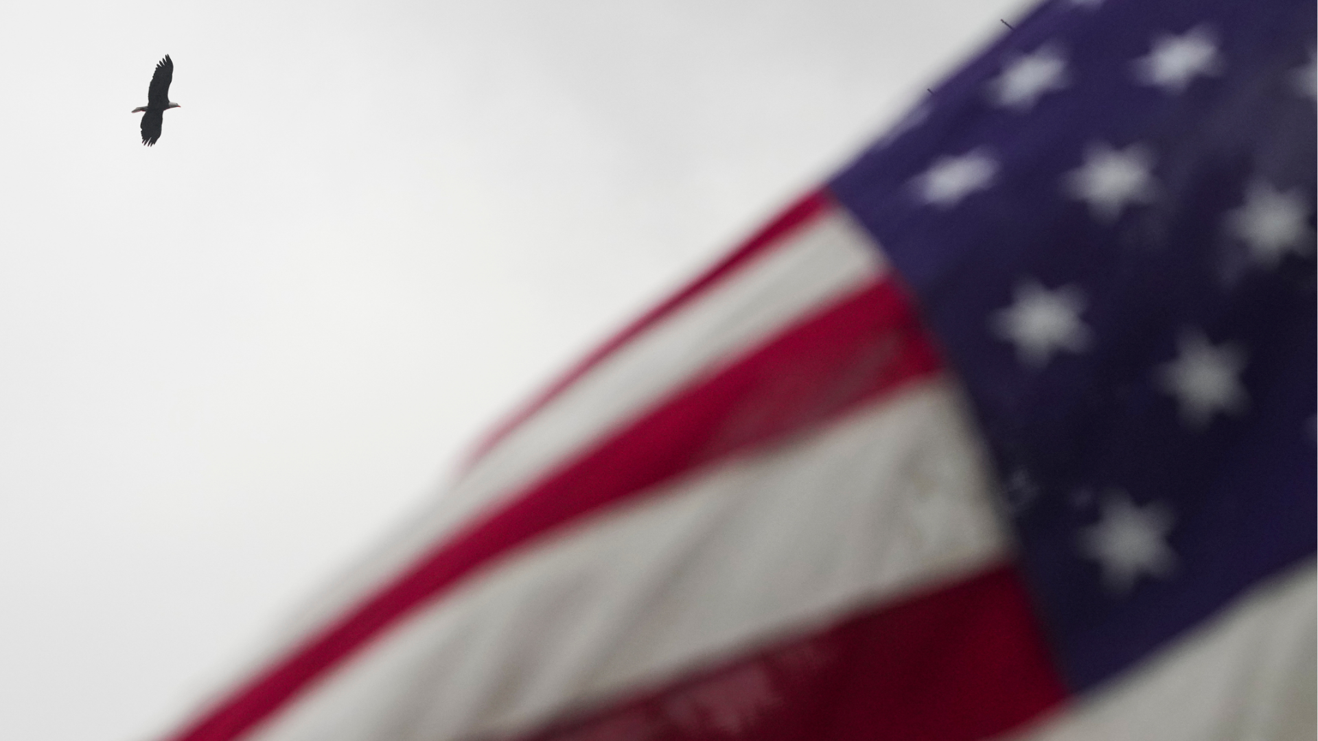 
An eagle flies by an American flag whipping in the wind at the Veterans Memorial Cemetery on the grounds of Evergreen Washelli Funeral Home and Cemetery on Veterans Day, Monday, Nov. 11, 2024, in Seattle.