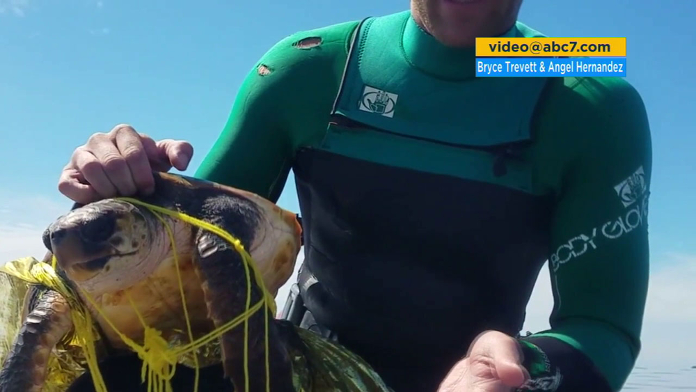 Jet skiers save turtle tangled in balloon off Palos Verdes coast