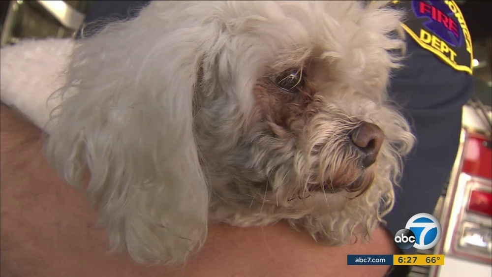 Dog reunites with Santa Monica firefighter who saved his life