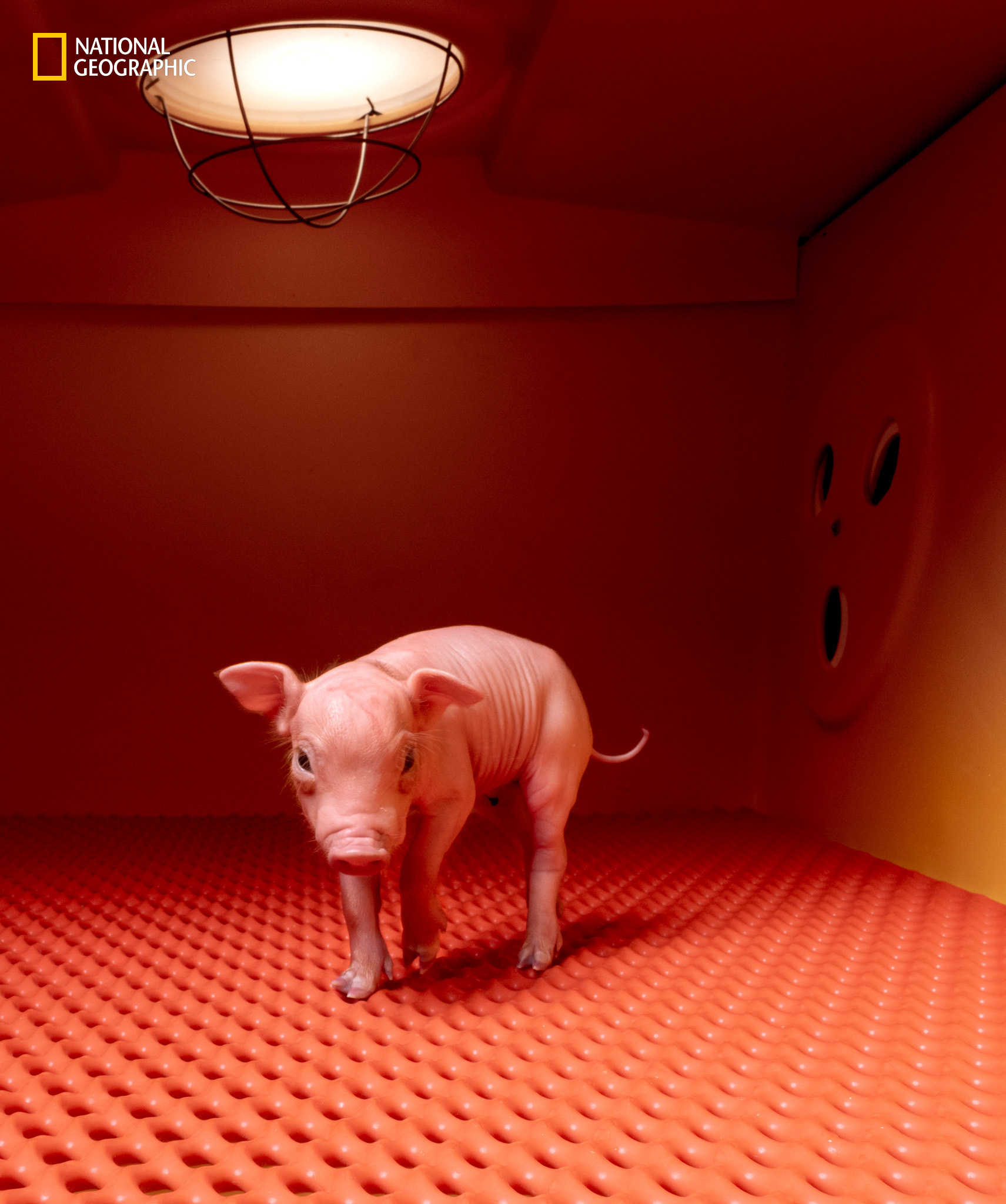 A piglet was bred in an attempt to harvest kidneys for transplantation into humans