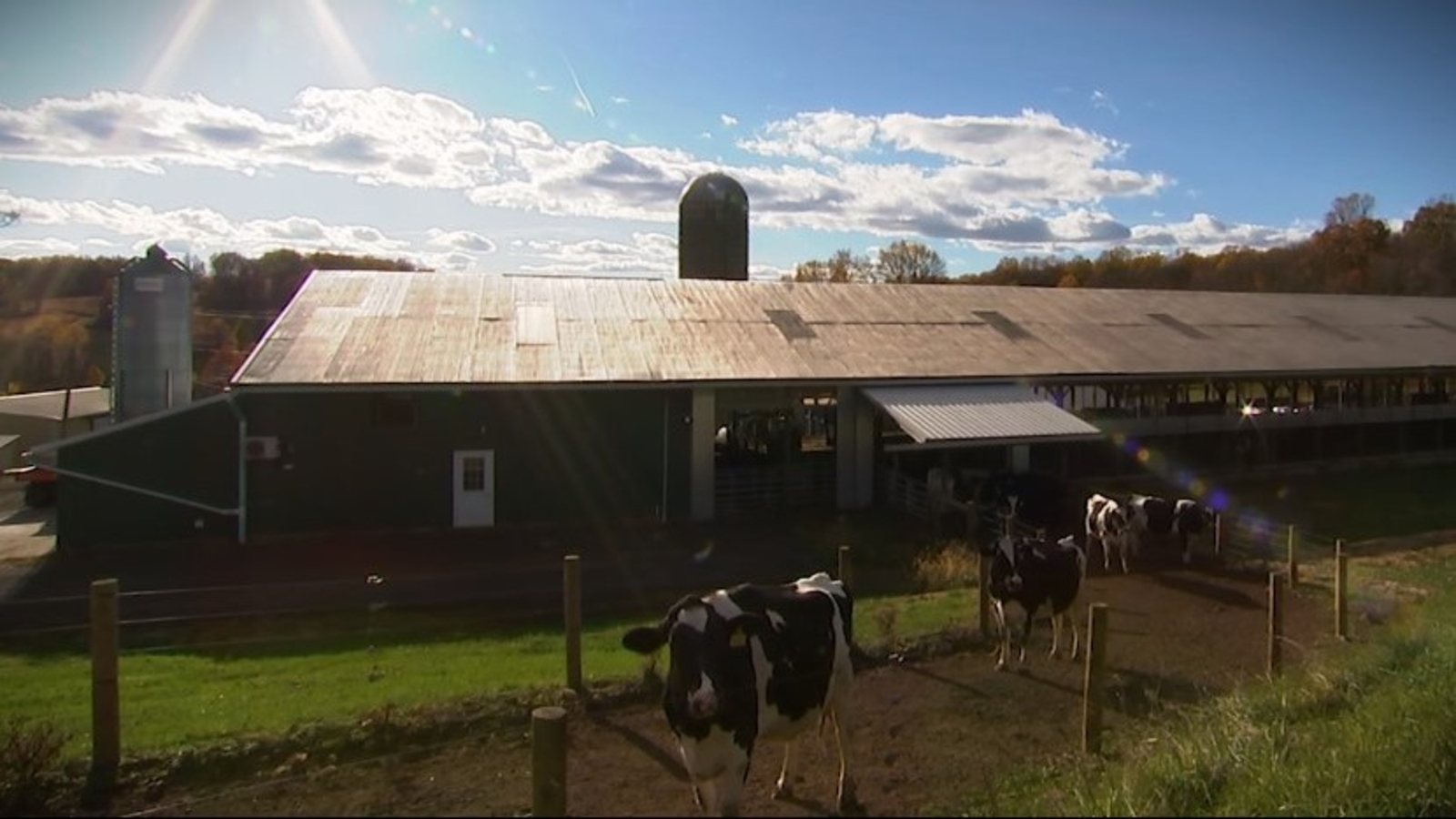 Birchrun Hills Farm makes award-winning, farm-fresh cheese - 6abc ...