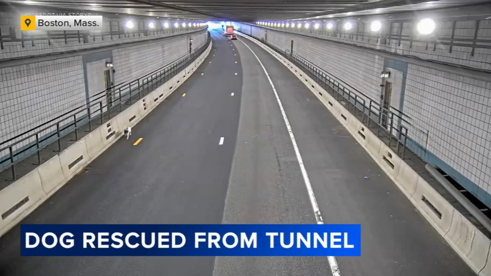 State trooper rescues dog seen running in Boston tunnel - 6abc Philadelphia