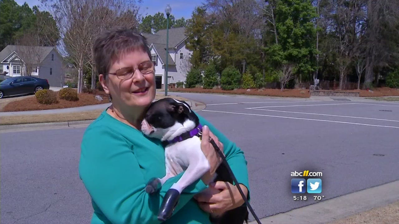 Puppy gets new prosthetic paws