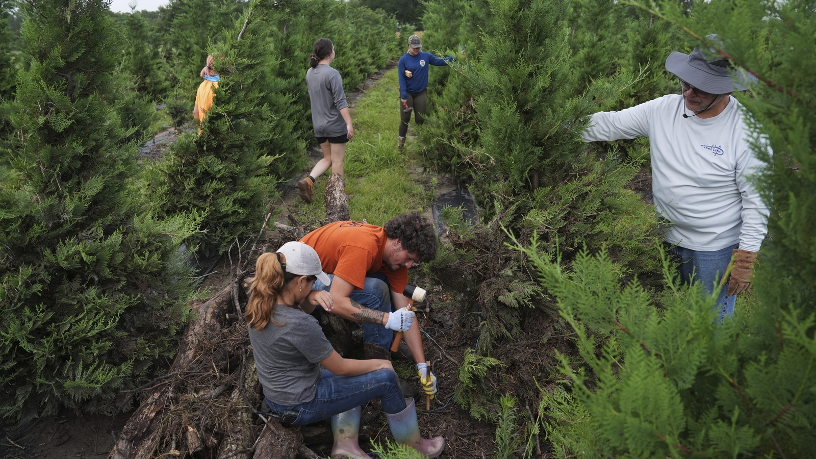 Christmas tree pricing: Experts say this may be the year to buy a real tree