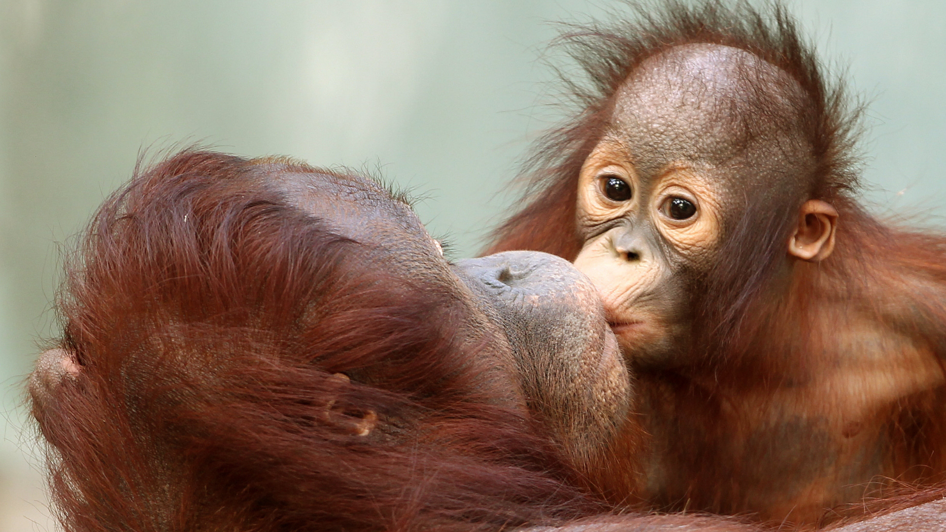 FILE - Orang-utan baby "Changi" kisses his mother "Lea" on January 24, 2012 at the zoo in Krefeld, western Germany.