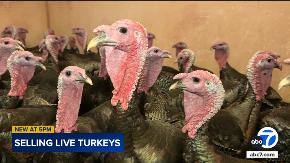 South LA's Morsy Farms reports downturn in sales of live turkeys