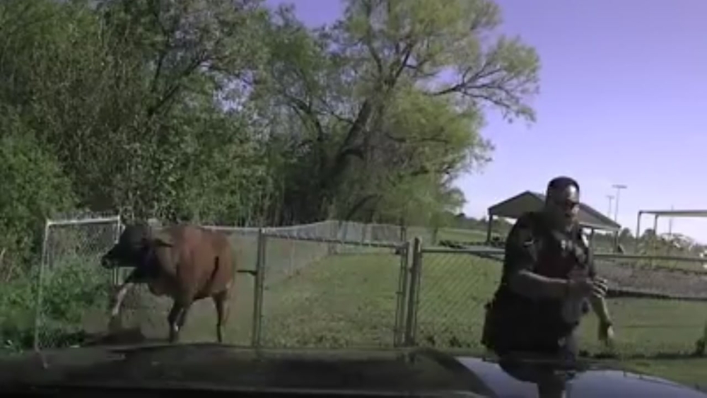 Cow has beef with Temple police officer
