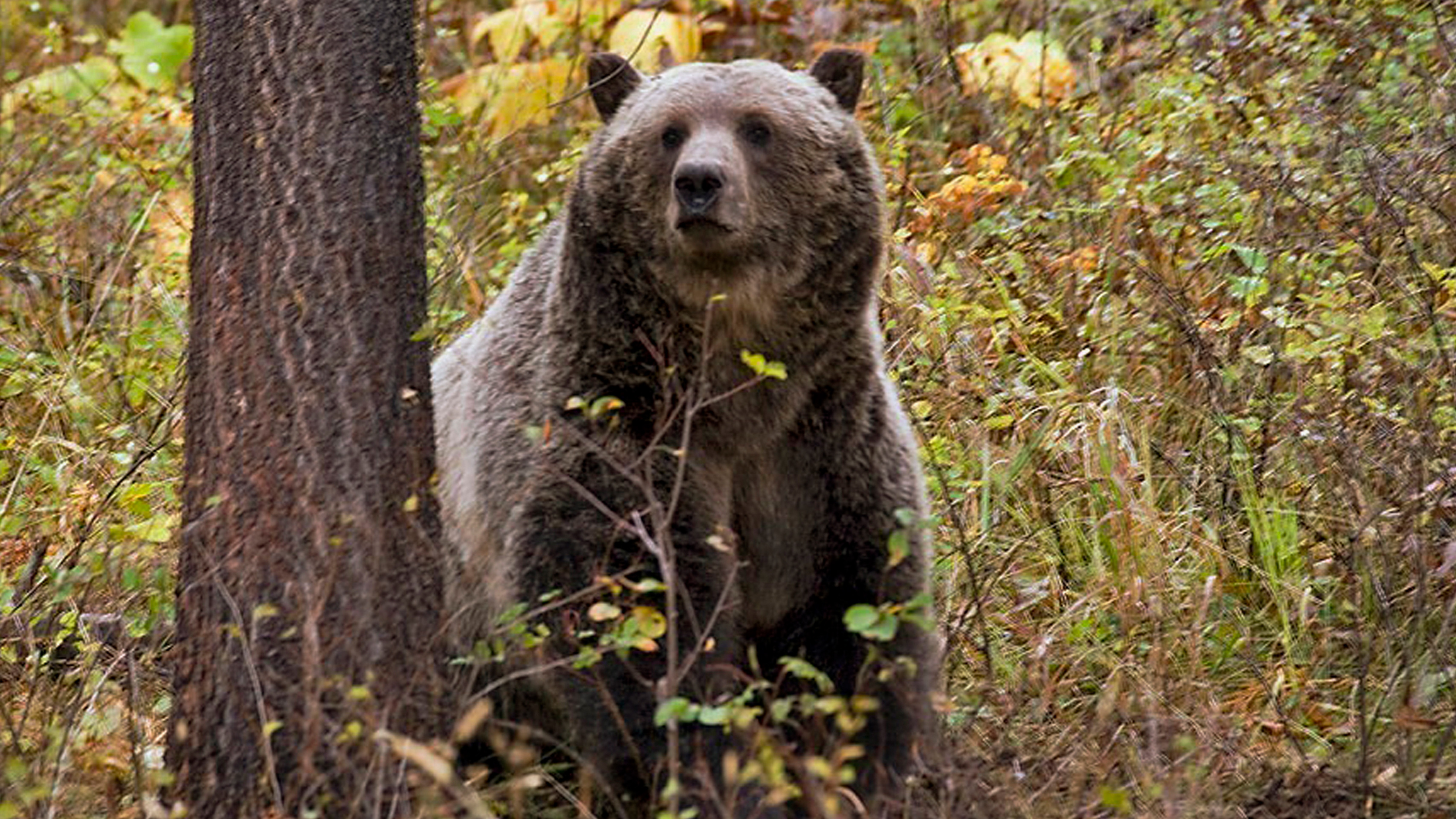 Grizzly bear attacks schoolchildren and teachers on a walking trail in  Canada, injuring 11 - ABC7 Los Angeles, image size:4800x2700