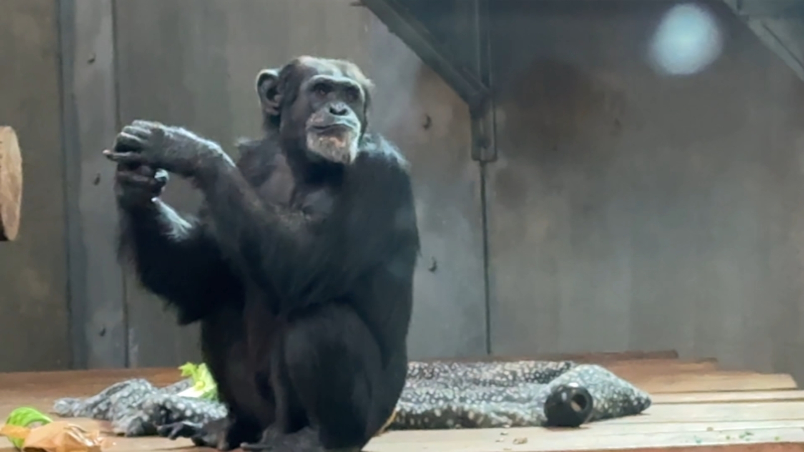 SF Zoo will not have chimpanzees for 1st time in 96-year history as they put program on hiatus