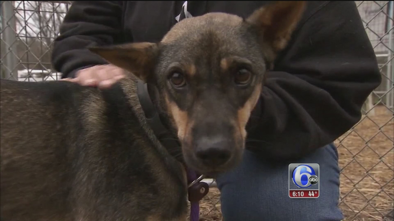 Dogs rescued from Thailand seeking forever homes in Delco 