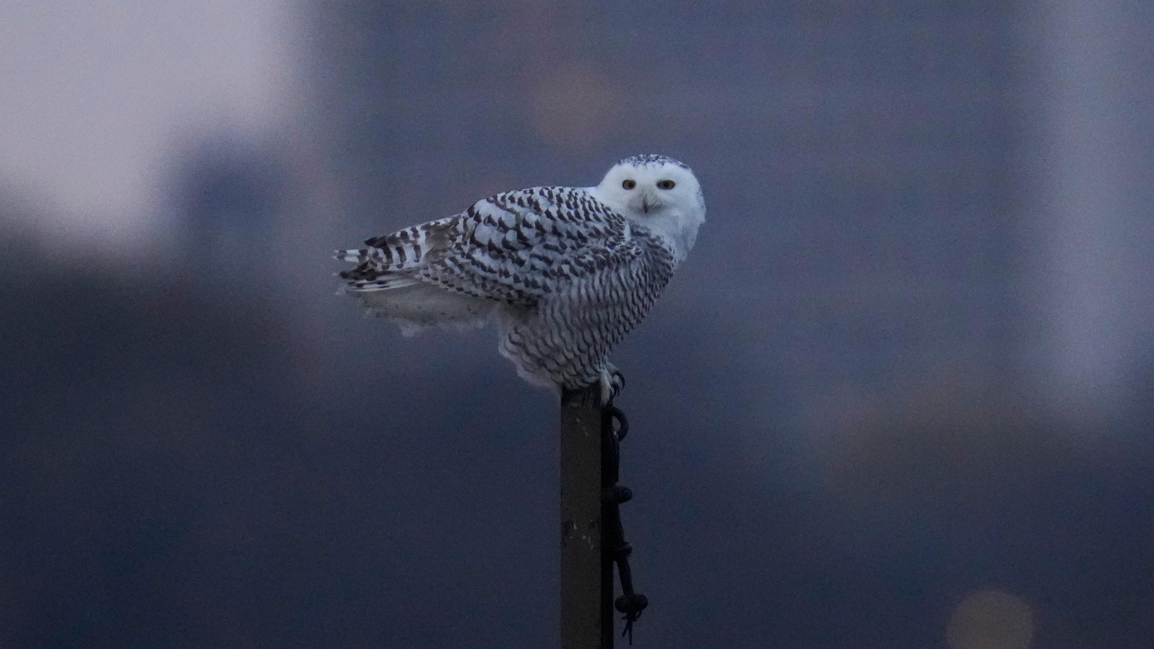 A snowy owl rests on a pier near Montrose Point Bird Sanctuary, Friday, Nov. 21, 2025, in Chicago.