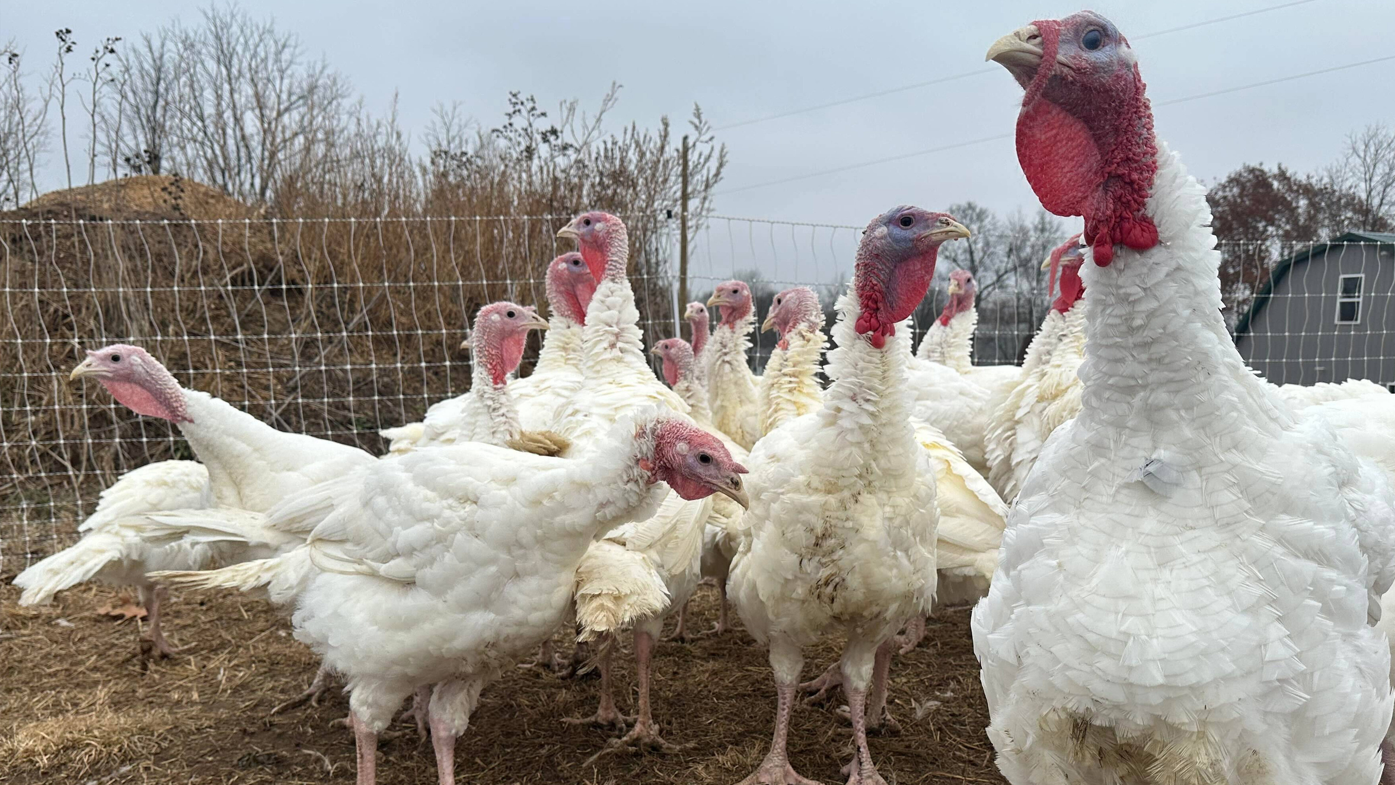 Turkeys are seen on a farm Thursday, Nov. 20, 2025, in Sylvan Township, Mich.