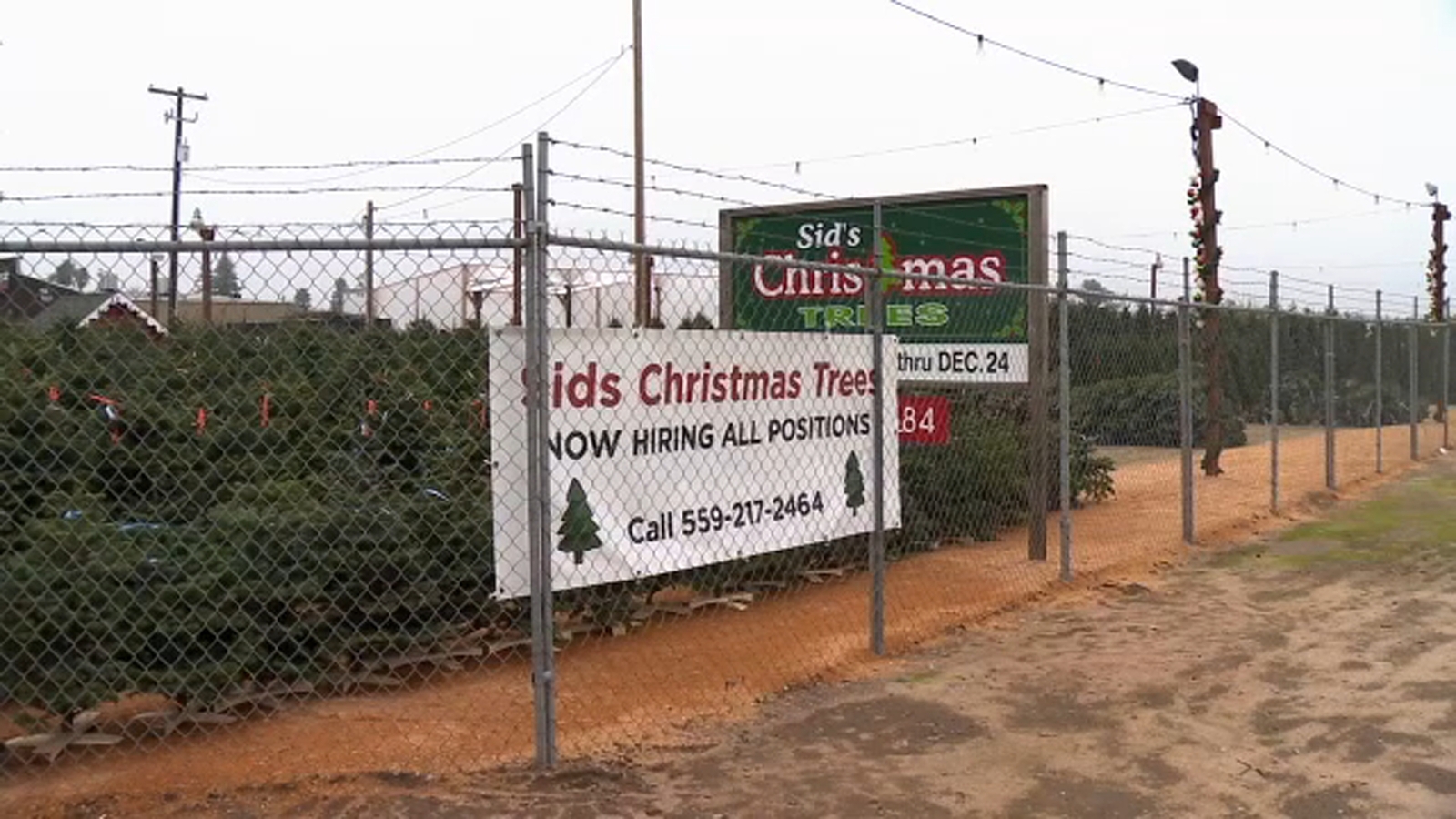 Sid's Christmas Trees in Clovis opens for the season