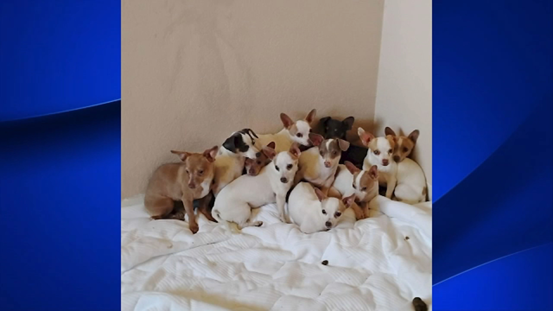 More than 70 dogs rescued after being abandoned at a home in Ceres
