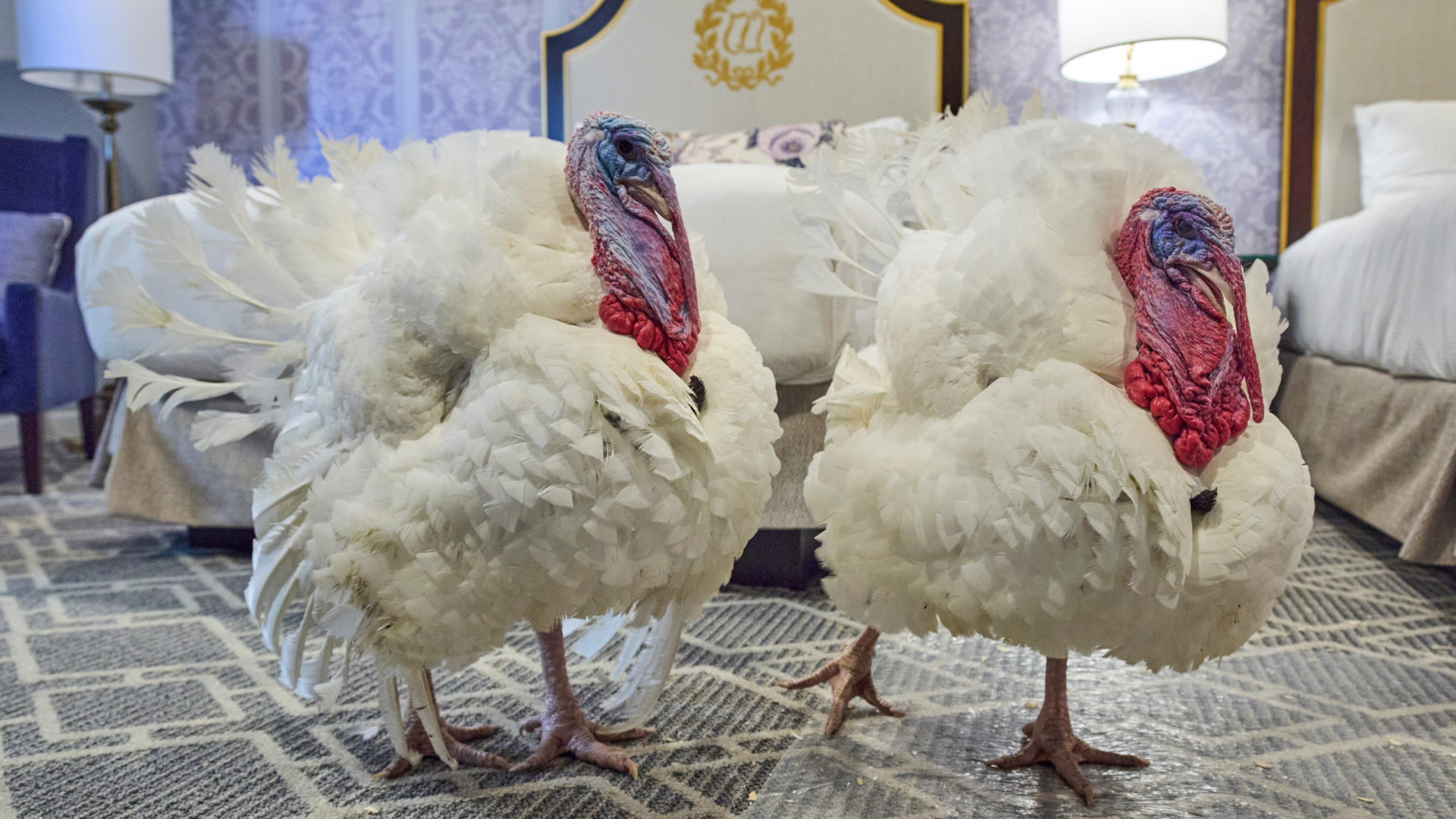 Turkeys Waddle and Gobble, who will receive a Presidential Pardon at the White House ahead of Thanksgiving, enjoy their hotel room at the Willard InterContinental Hotel, in Washington, Monday, Nov. 24, 2025. 