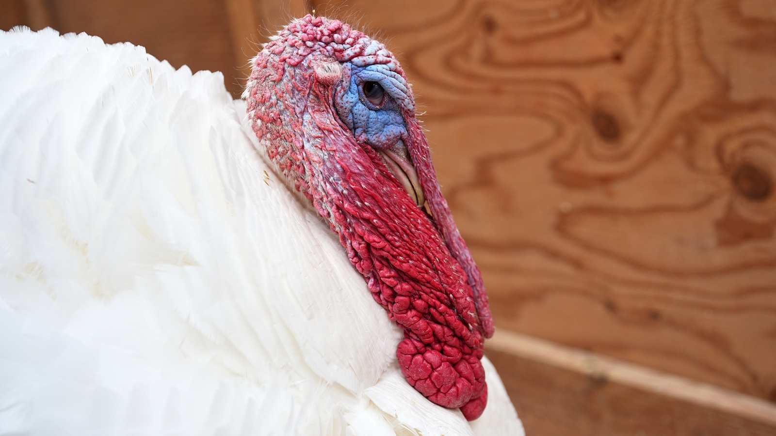 Some are 'adopting' turkeys for Thanksgiving instead of eating them