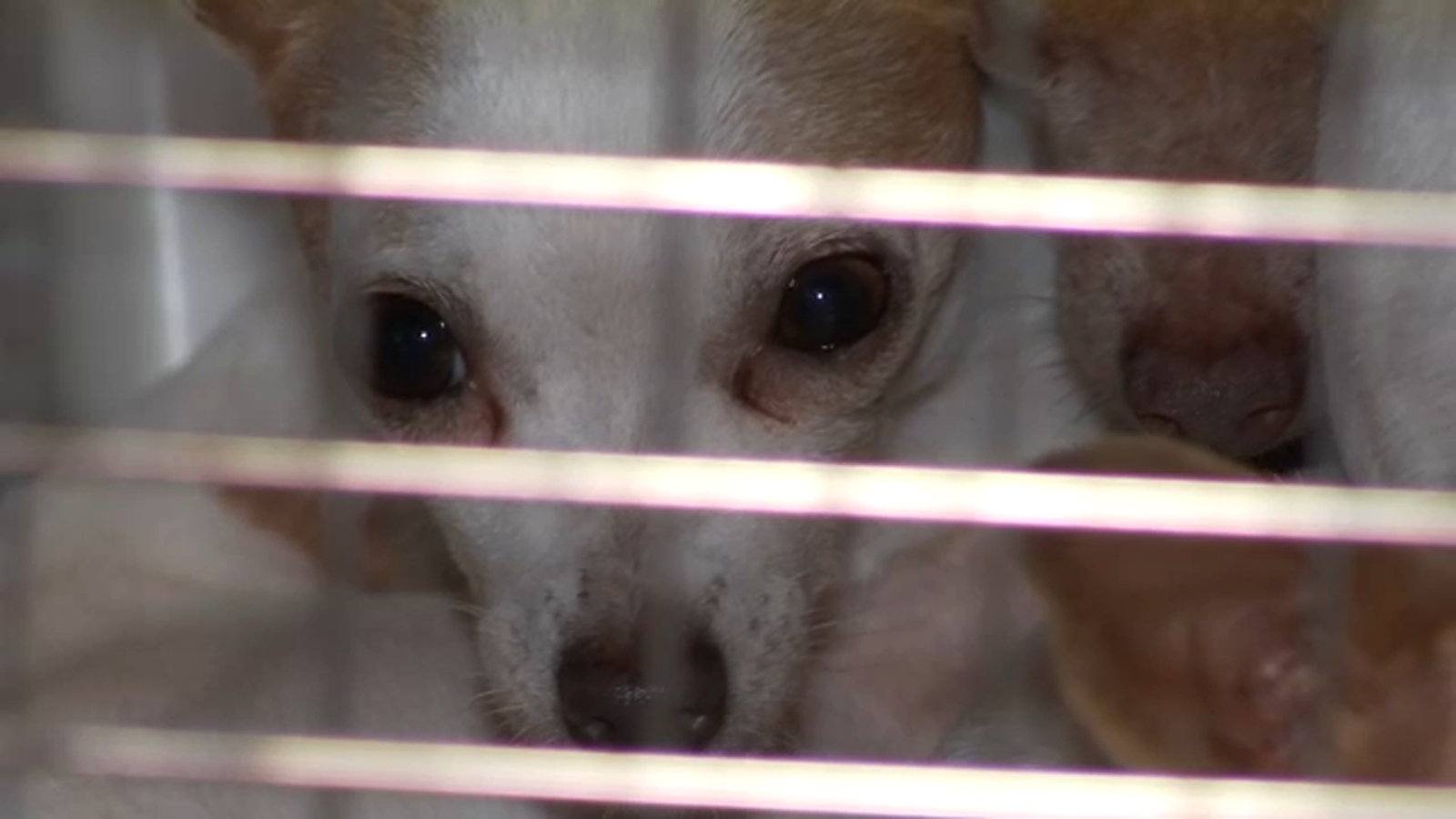 Merced County community comes together to care for over 80 neglected chihuahuas
