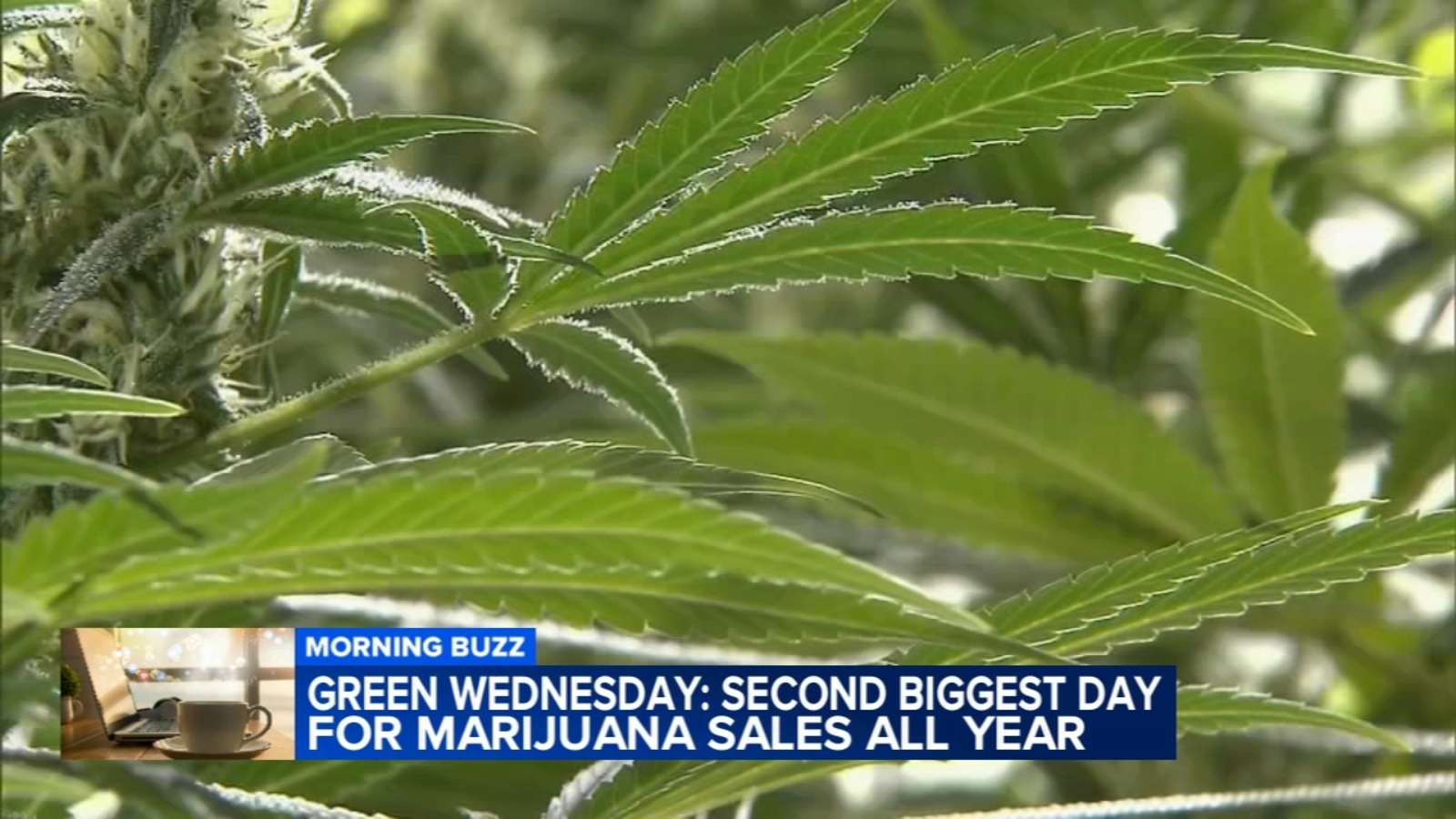 What is Green Wednesday? 2nd biggest day for marijuana sales all year