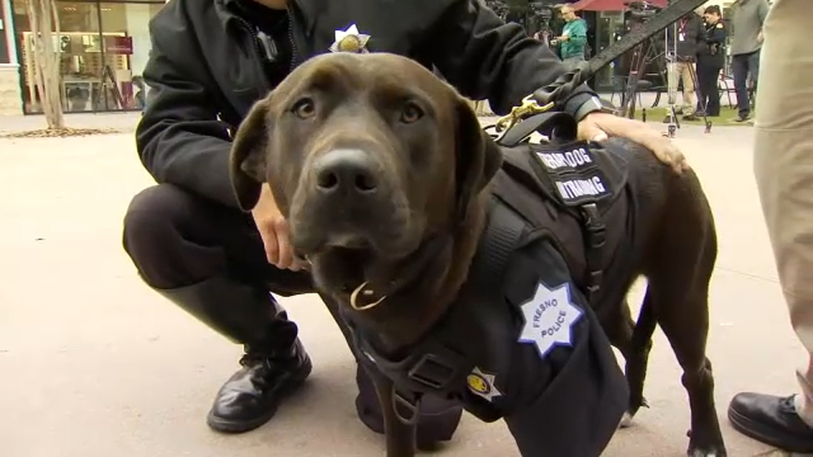 Meet Savannah, Fresno Police's first-ever therapy dog