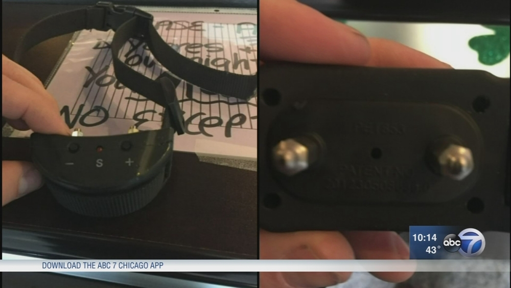 Dog owner finds anti-bark collar on pet after daycare visit