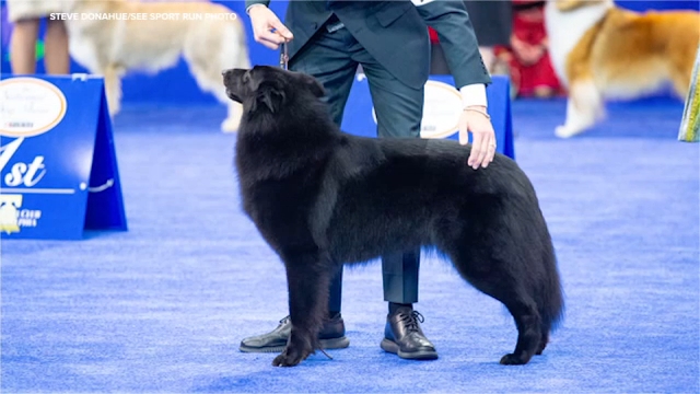North Carolina man Daniel Martin and his Belgian Sheepdog, Soleil, win 'Best  in Show' at 2025 National Dog Show - ABC11 Raleigh-Durham