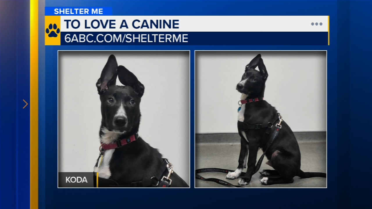 Shelter Me: Meet Koda from To Love a Canine Rescue in Malvern