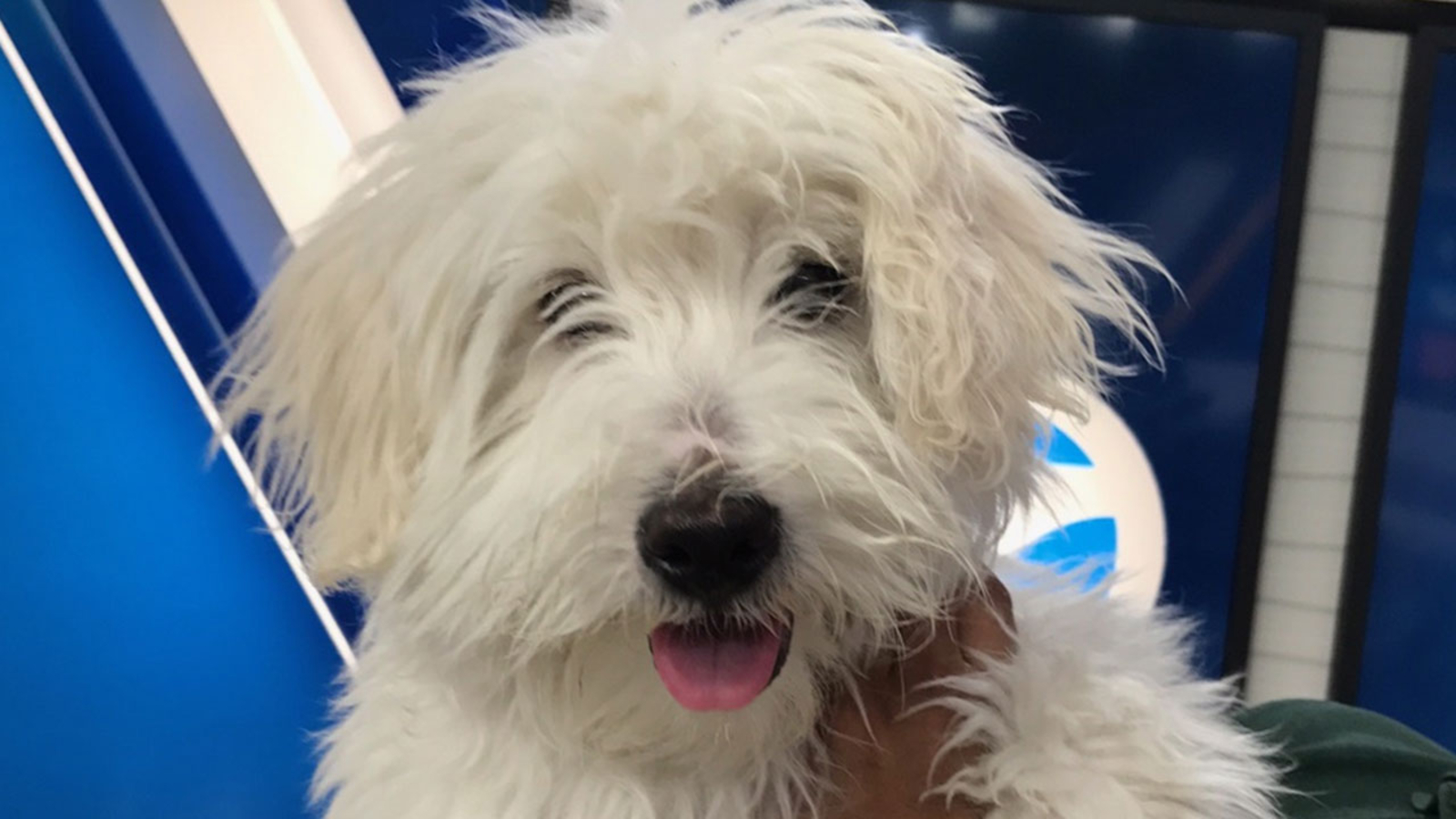 Pet of the Week: Havanese mix named Charlie - ABC7 Los Angeles