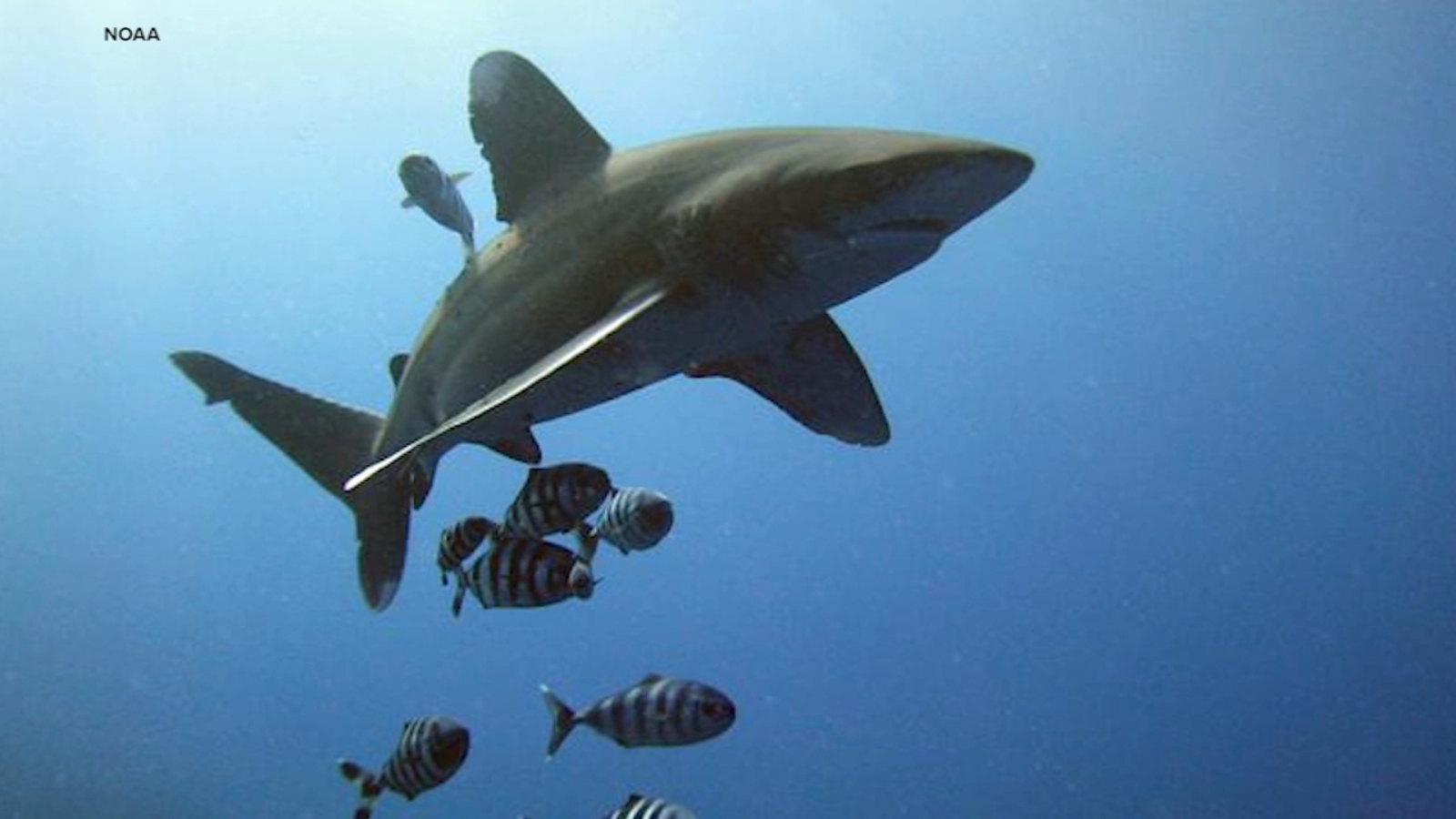 Shark teeth offer clues to preventing extinction of threatened species in Stanford study