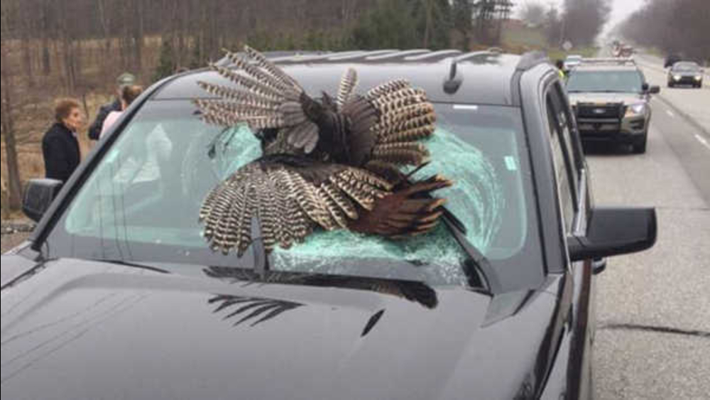 30-pound wild turkey killed in crash with rental car