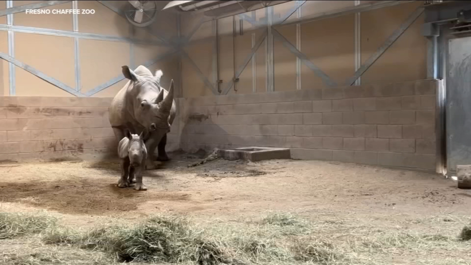 Baby rhino born at Fresno Chaffee Zoo