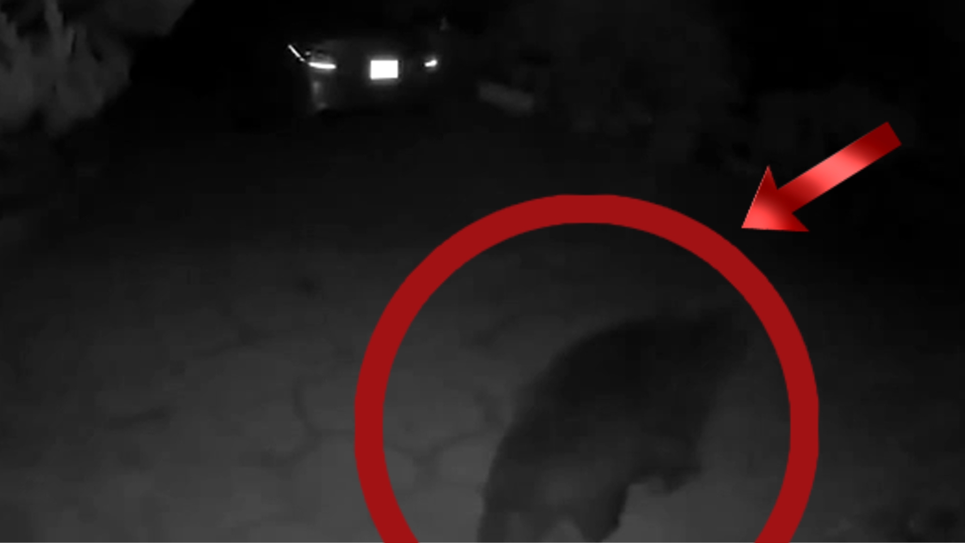Altadena man who has bear living under his home gets surprise visit