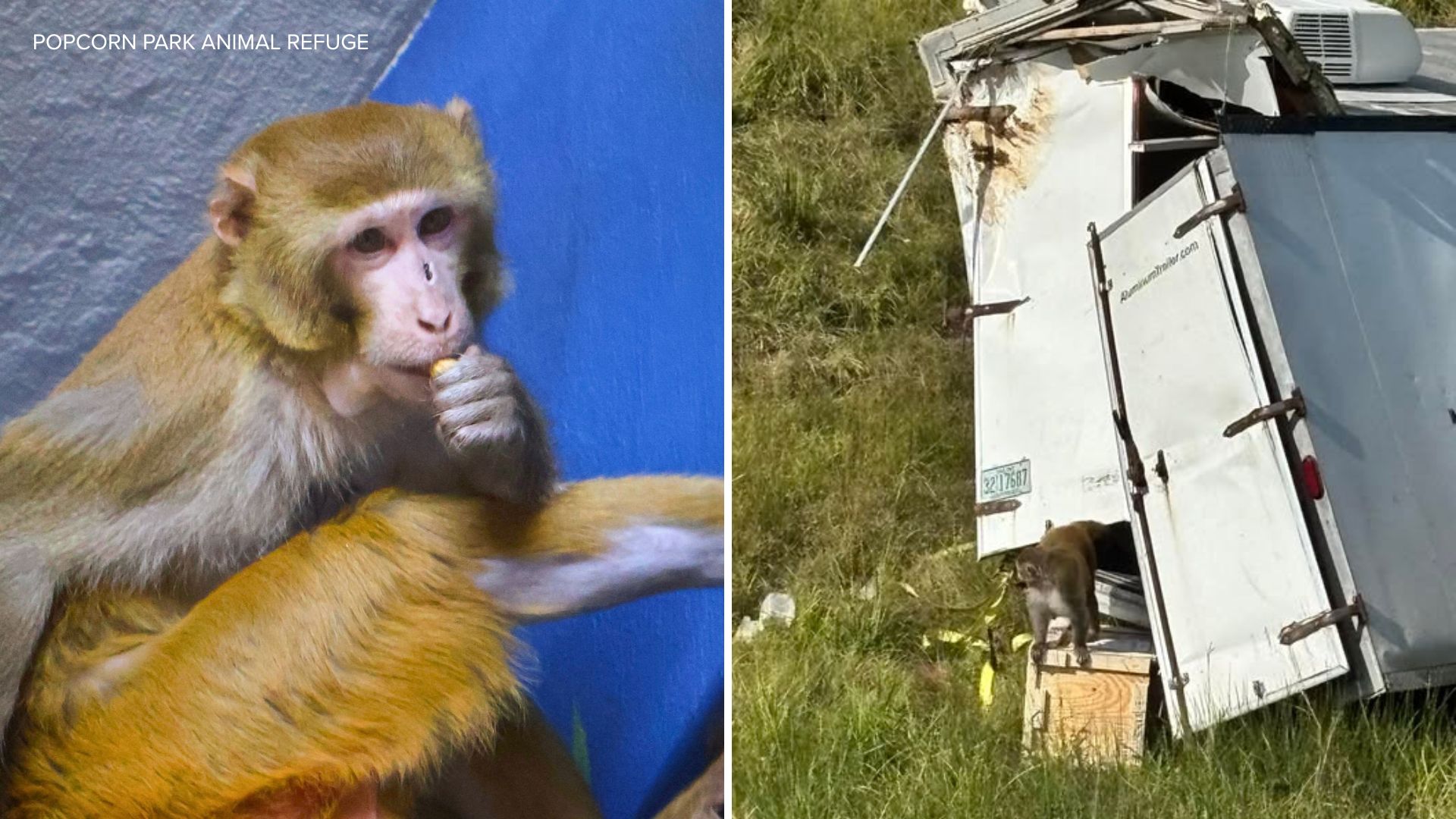 18241478_120225-wabc-monkey-