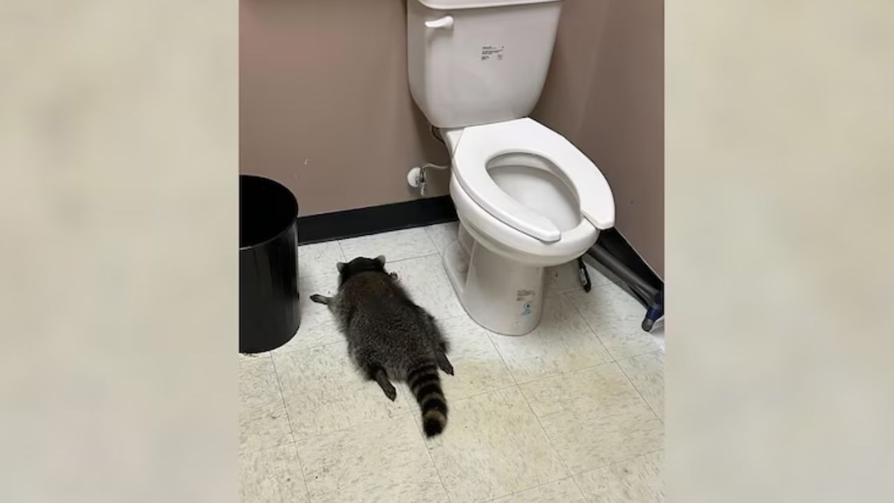 One raccoon was found passed out Saturday morning in the bathroom of a liquor store in Ashland, Virginia.