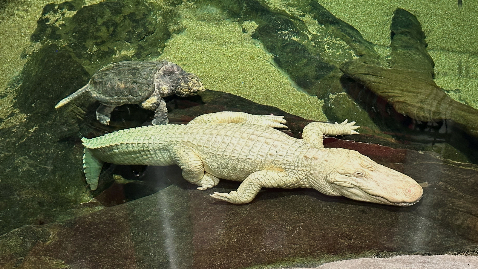 San Francisco's beloved albino alligator Claude dies at 30
