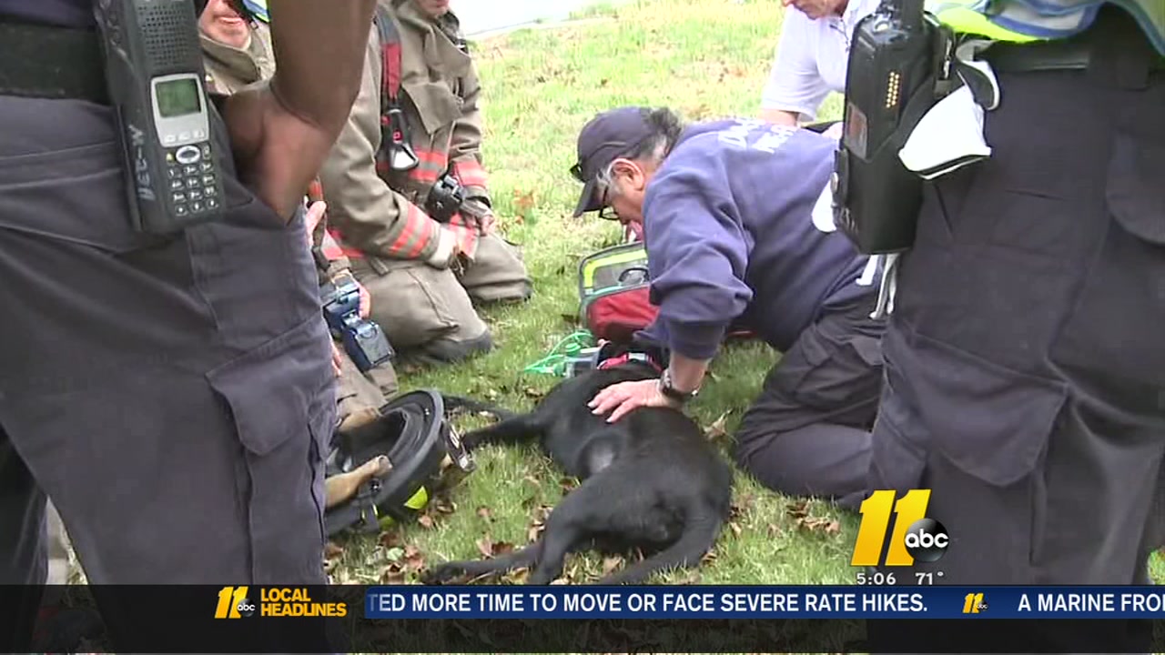 Firefighters rescue dog from burning house