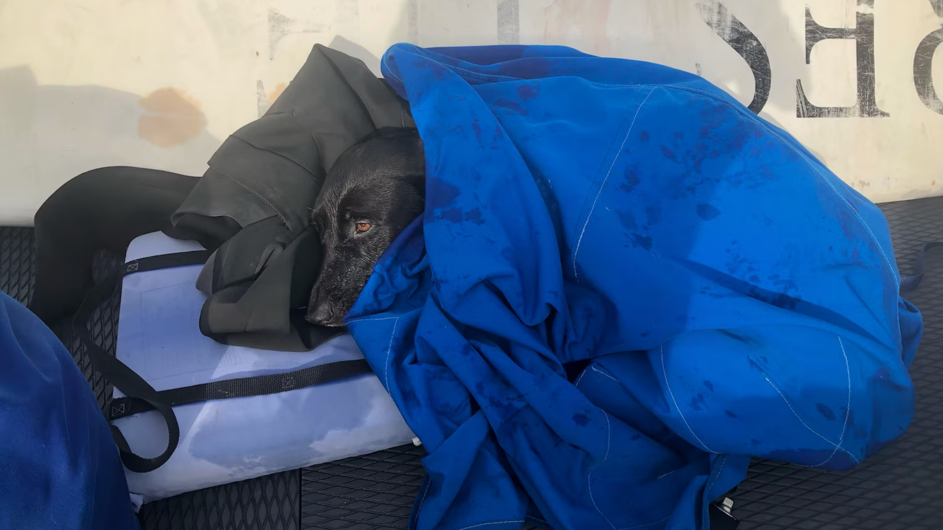 Sadie's AirTag on her collar helped locate her nearly two miles away.