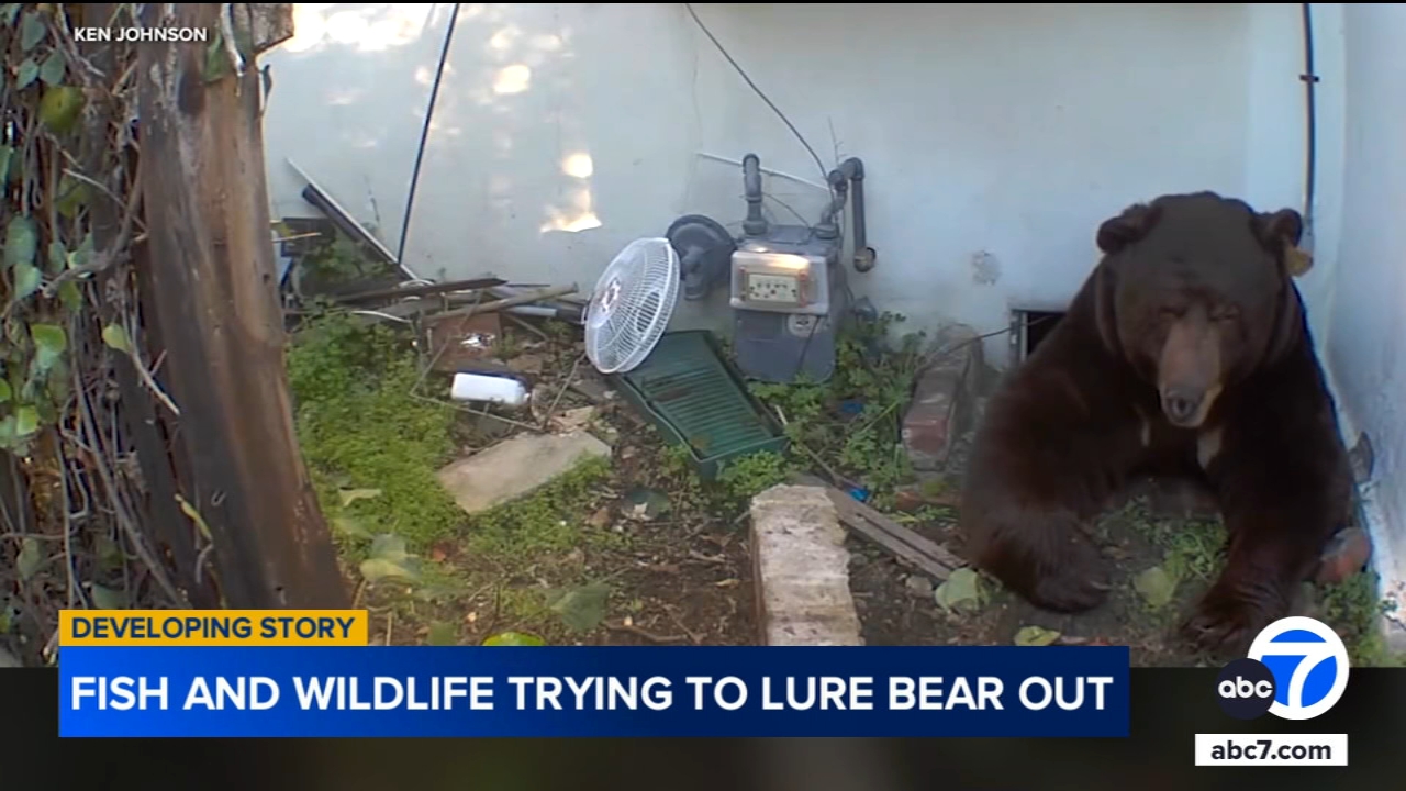 Grizzly bear attacks schoolchildren and teachers on a walking trail in  Canada, injuring 11 - ABC7 Los Angeles, image size:1280x720