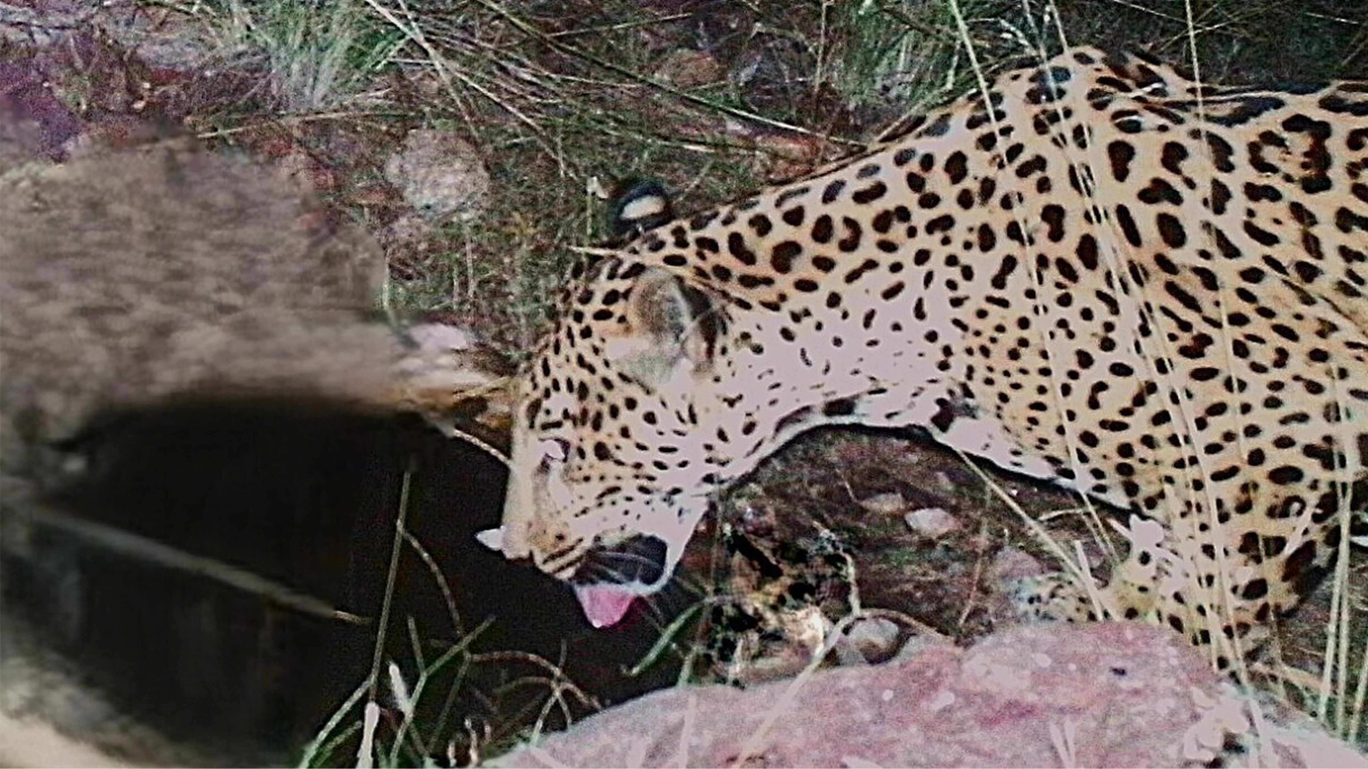 This photo, made with a remote camera and provided by the University of Arizona Wild Cat Research and Conservation Center, shows a spotted jaguar in southern Arizona, Nov. 2025.