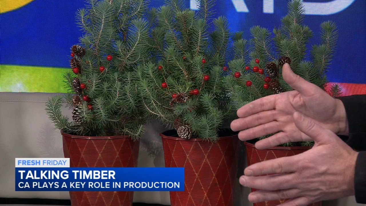 Fresh Friday: Talking Timber