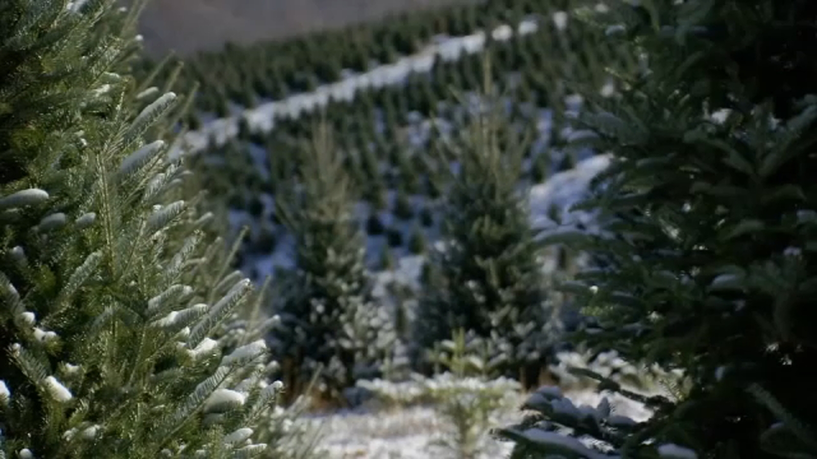 Christmas Trees NC: Year after Helene, Western North Carolina tree ...
