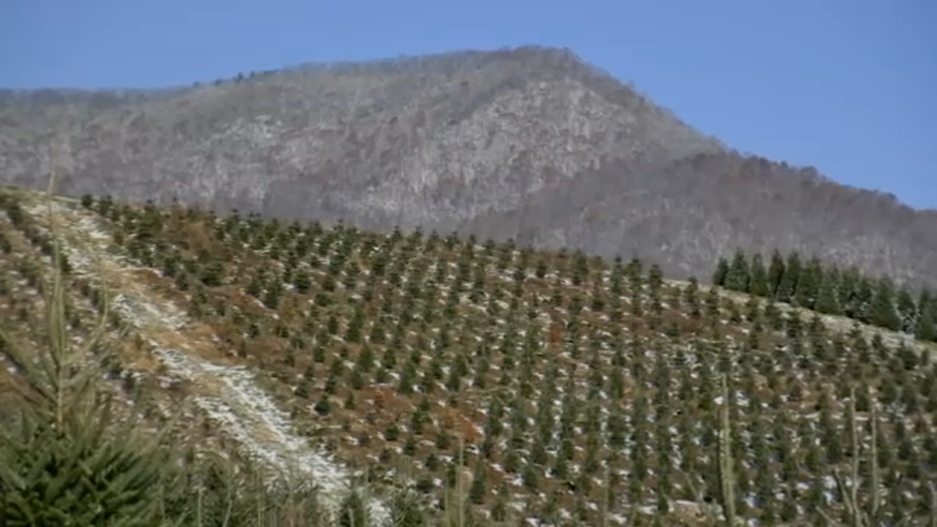 Boyd Mountain Christmas Tree Farm, Nov. 2025 (Photo: ABC11)
