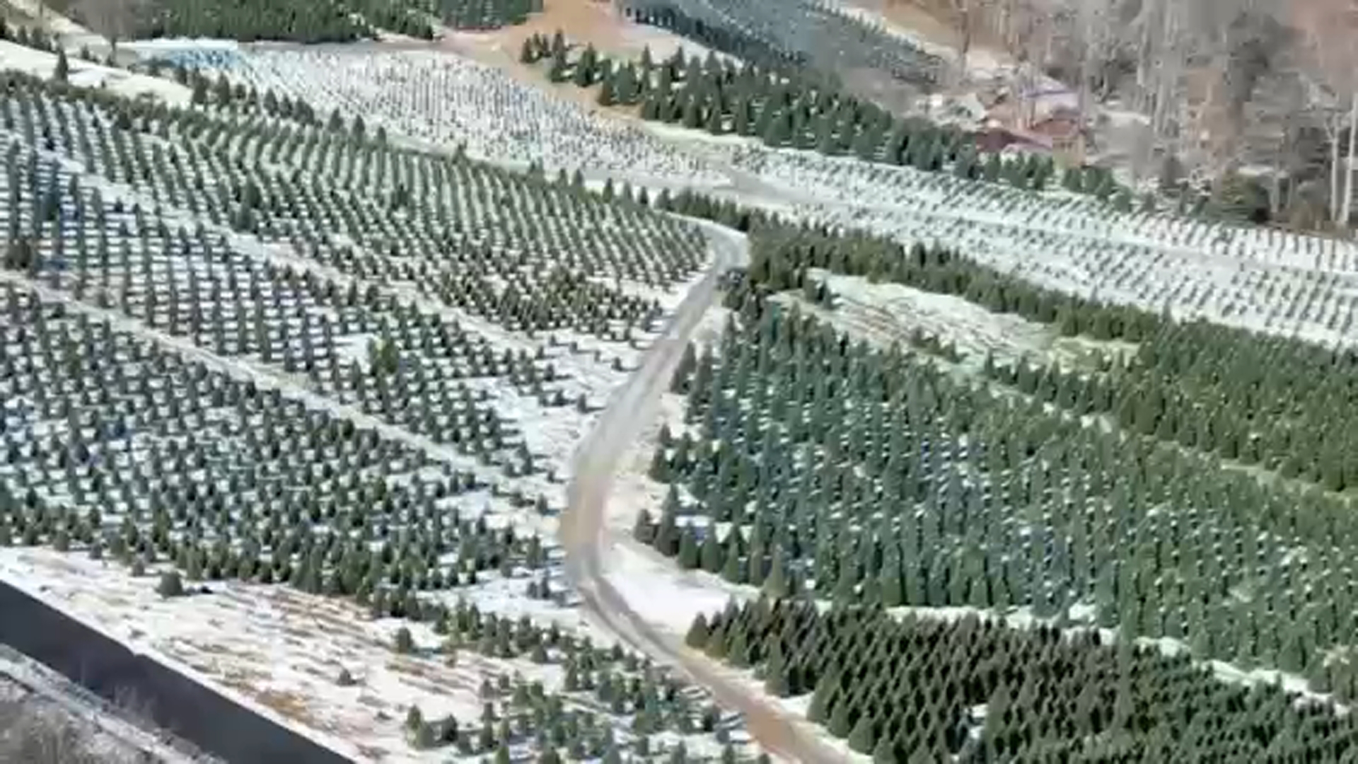 Boyd Mountain Christmas Tree Farm, novembre 2025 (Foto: ABC11)