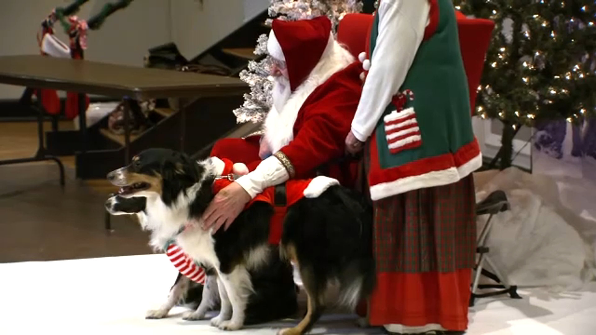 Celebrate the holidays with your pup at 'Santa Paws' at Durham