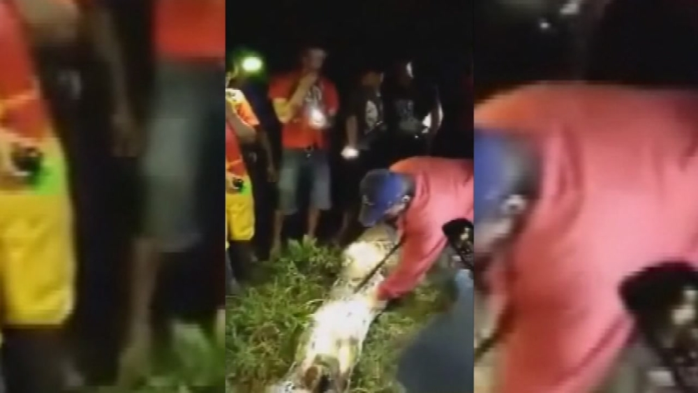 Python swallows Indonesia man whole