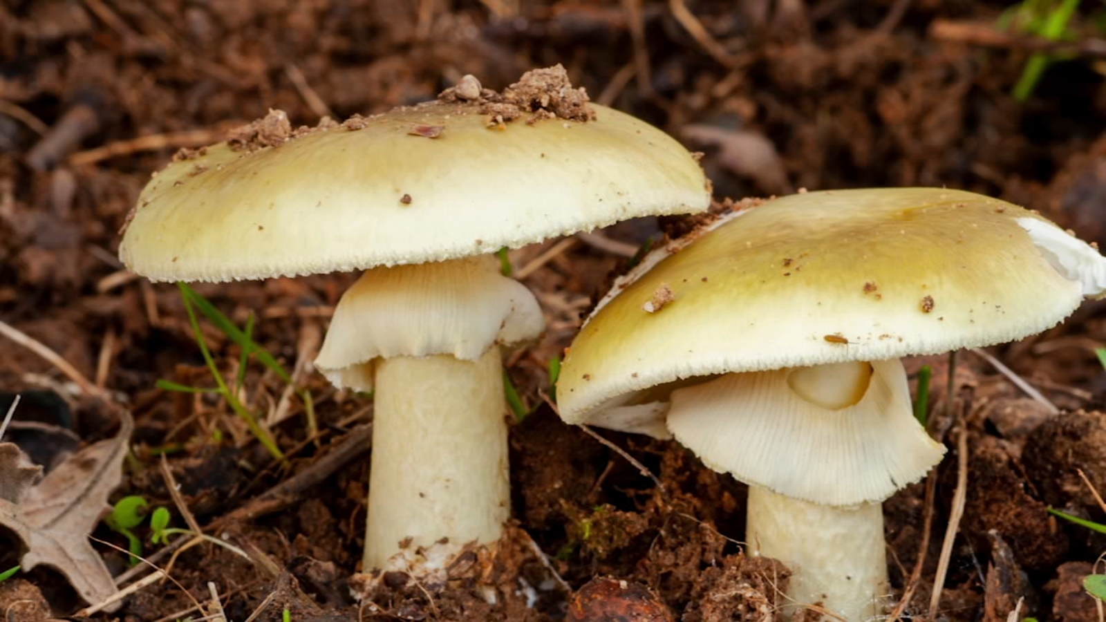 California warns against foraging wild mushrooms after deadly poisoning outbreak California warns against foraging wild mushrooms after deadly poisoning outbreak
